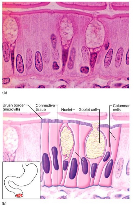 <ul><li><p>Stomach</p></li></ul><p></p>