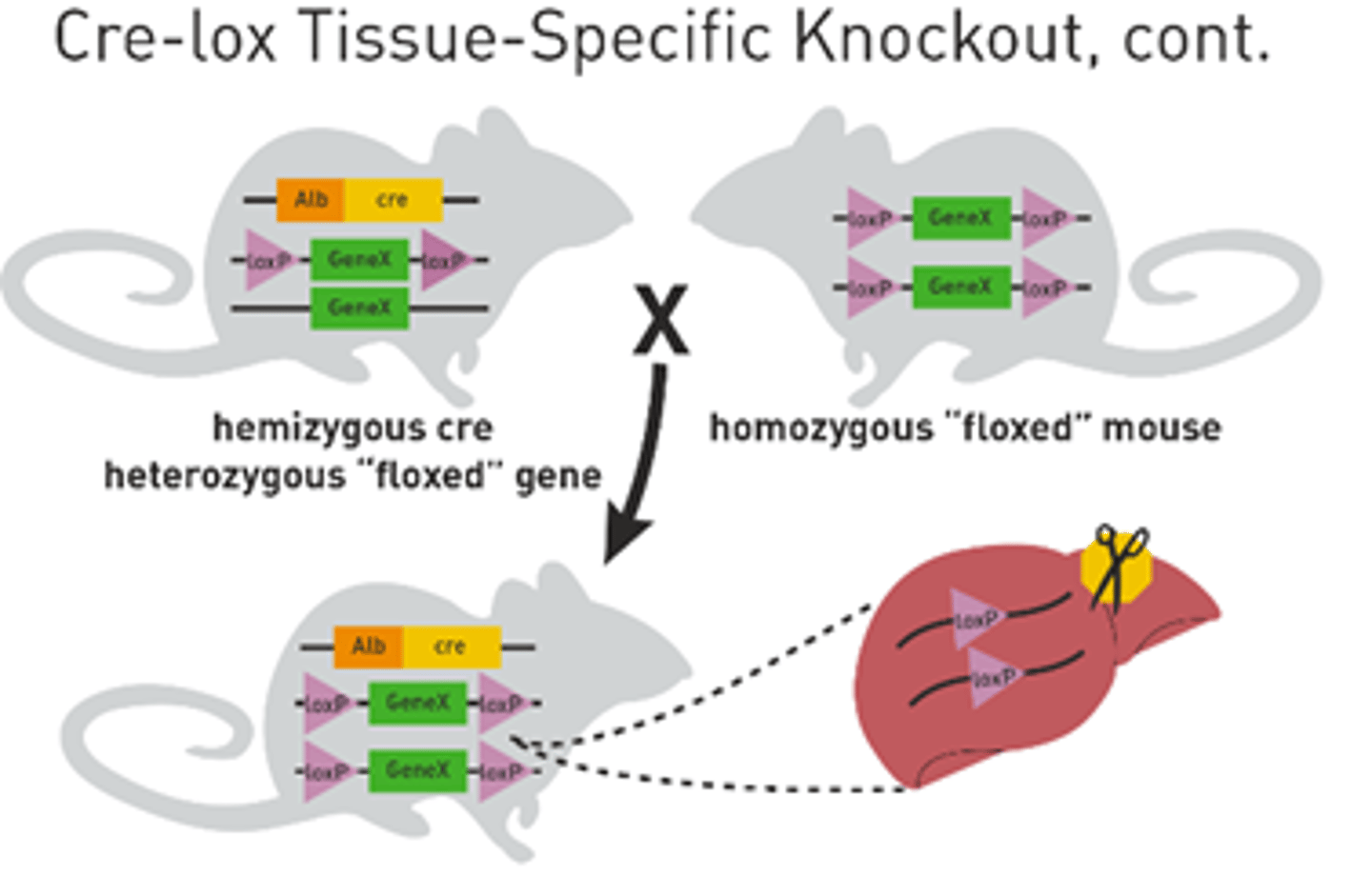 <p>Breed the hemizygous cre heterozygous floxed mouse to a homozygous floxed mouse</p><p>now you have a homozygous cre floxed mouse for GeneX</p>