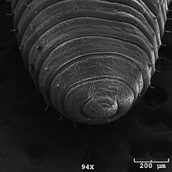 <p>The anterior-most (front) part of annelid heads</p>