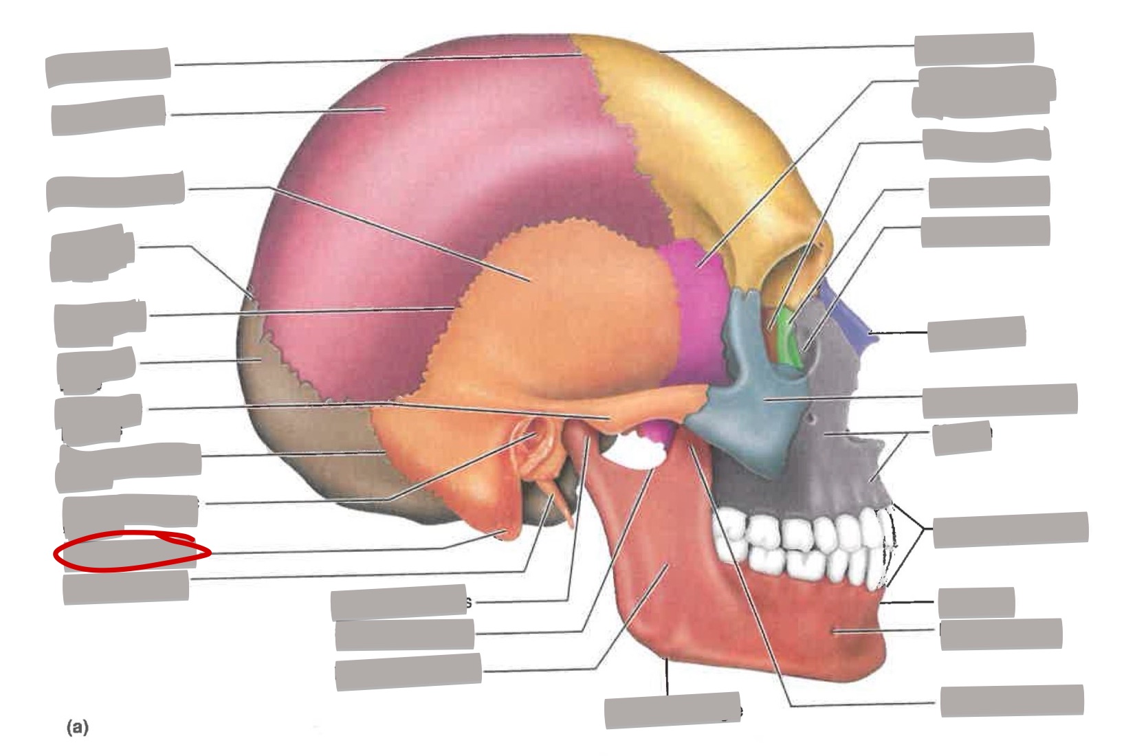term image