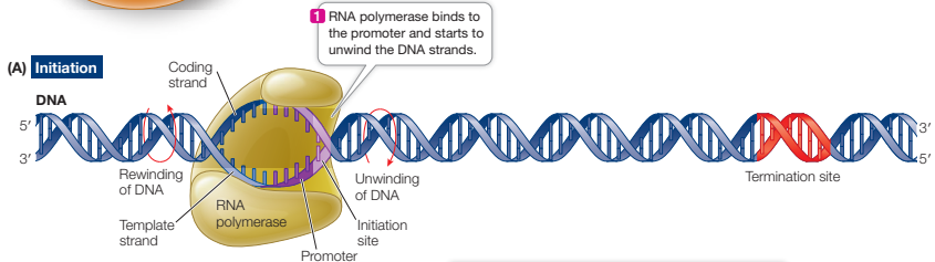 <p>Initiation</p><ol><li><p>RNA polymerase binds to the promoter and unwinds the double-stranded DNA</p></li></ol><p>The promoter indicates where transcription begins (initiation site) and which strand to transcribe. </p>