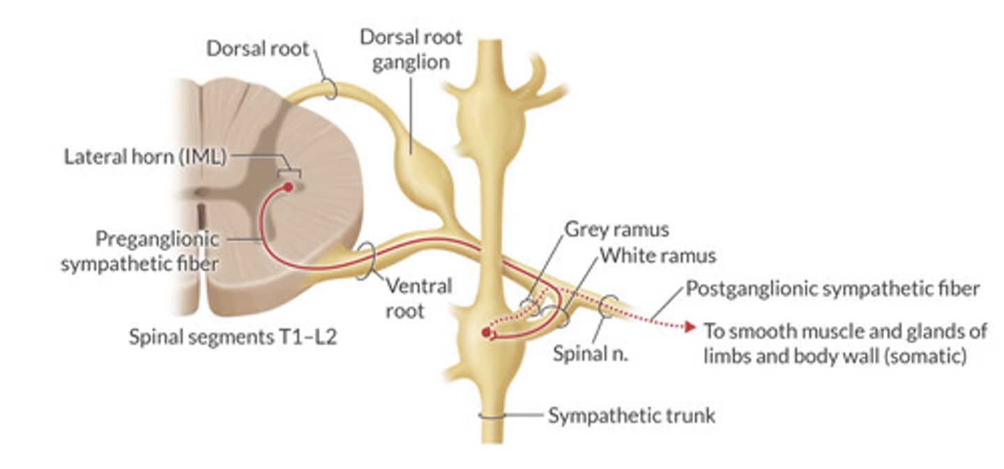 <p>Exit spinal cord</p><p>—> Enter into white rami communicans</p><p>—>Synapse in sympathetic ganglionic trunk</p><p>—>post ganglionic neuron (c fiber) exits via grey rami</p><p>—>exits spinal nerve to synapse with effector on same spinal nerve level.</p>