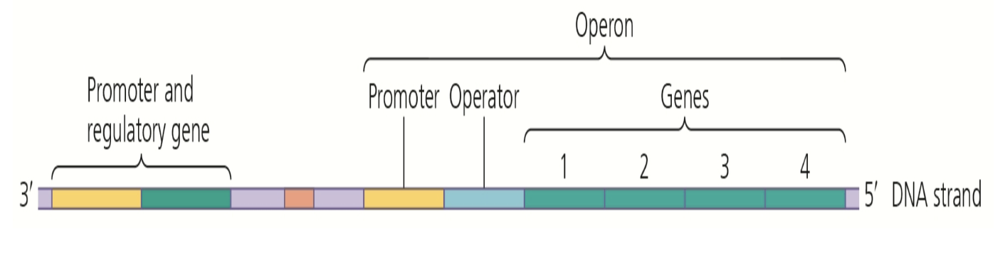 <ul><li><p>contains promoter, operator, and genes that code for end product</p></li><li><p>has promoter and regulatory gene out front</p></li></ul>