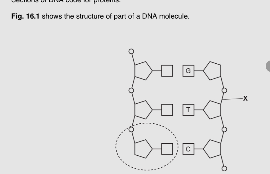<p>Name the components of this nucleotide </p><p>EQ</p>
