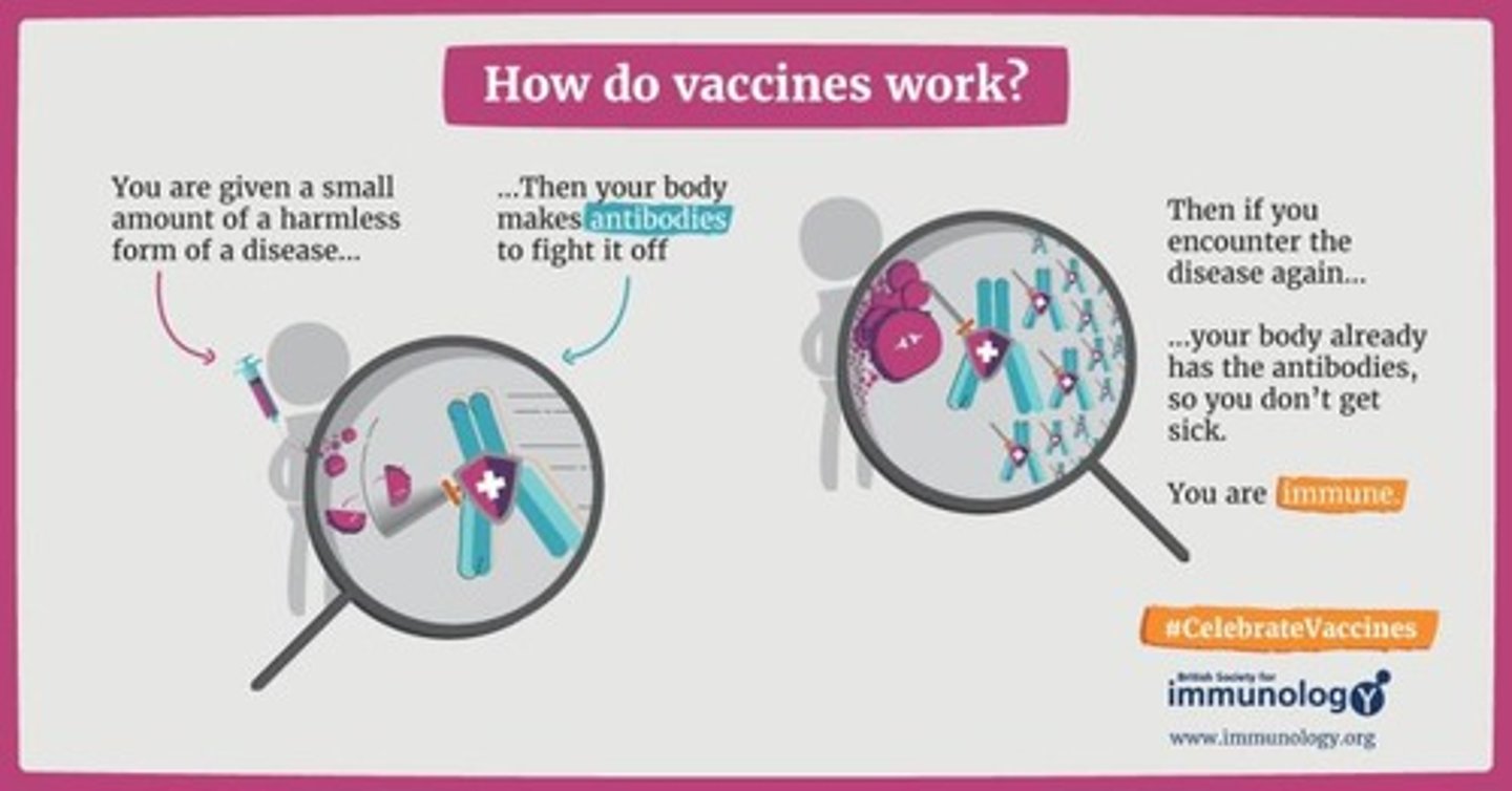 <p>The process of inducing immunity by exposing the immune system to a harmless form of an antigen.</p>