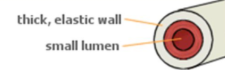 <p>(Type of blood vessel)</p><p>Role: carries blood away from heart.</p><p>Structure: thick elastic wall, small lumen</p>