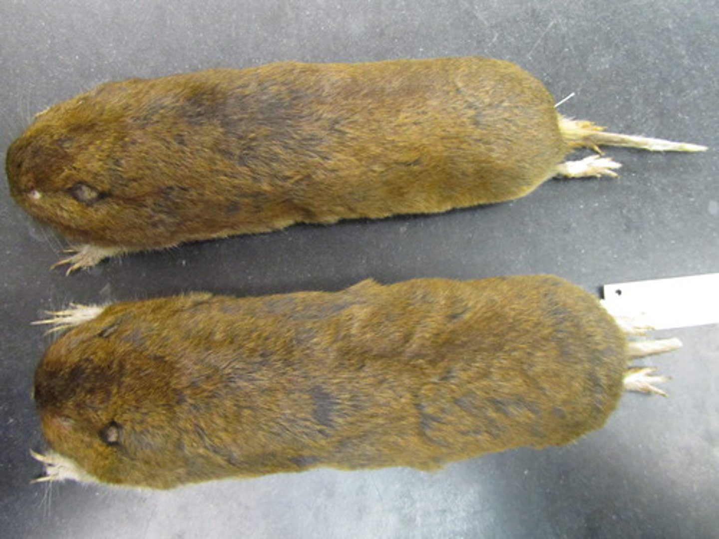 <p> clade, order, family?</p>