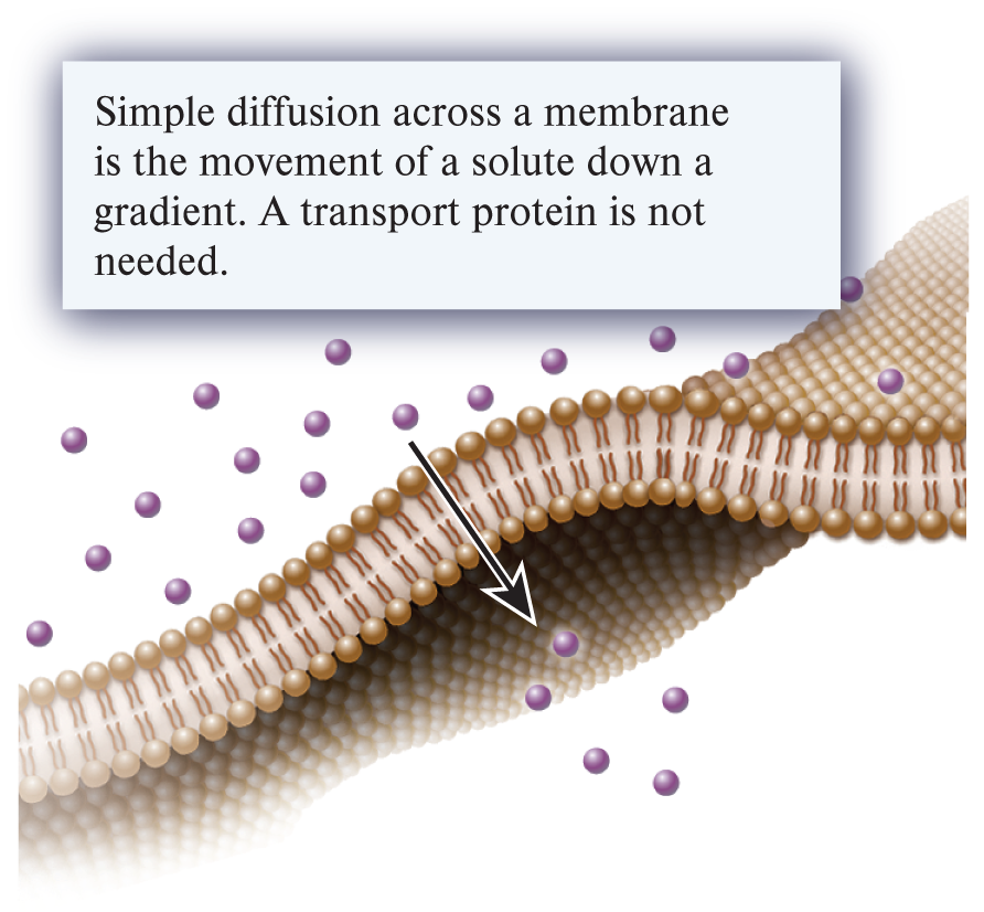 <p>simple diffusion (1 of the 3 ways substances can move across a membrane)</p>
