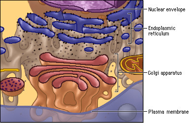 <p>membranes within a eukaryotic cell are physically connected. Includes the nuclear envelope, endoplasmic reticulum (ER), Golgi apparatus, lysosomes, vacuoles, and the plasma membrane.</p>