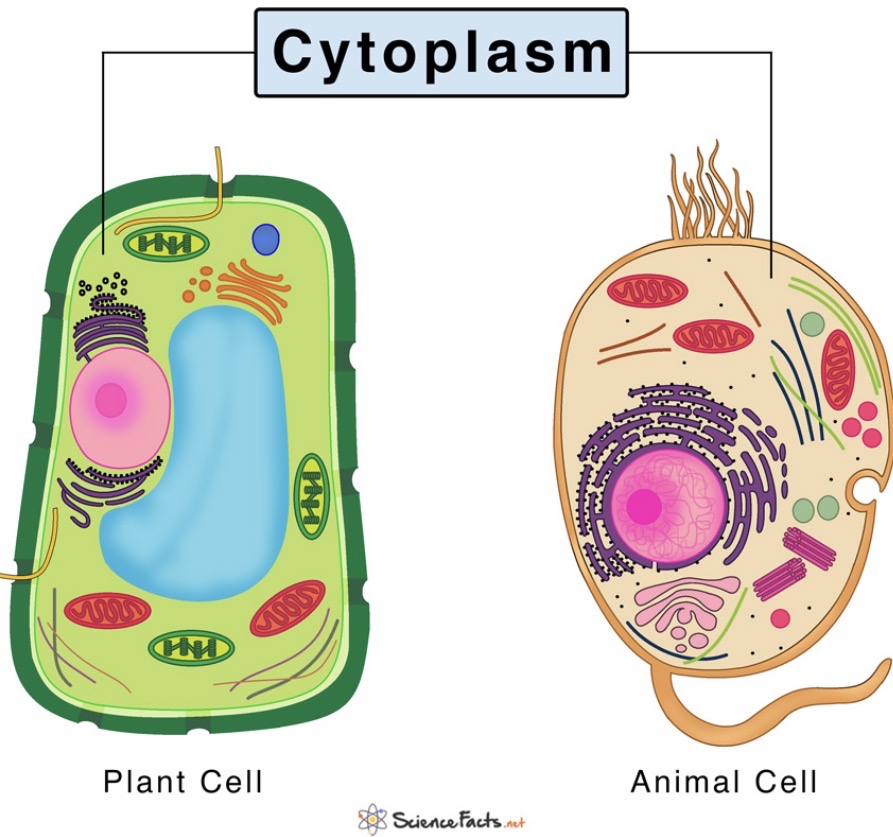 <p><span>The jelly-like substance that fills the cell, where chemical reactions occur</span></p>