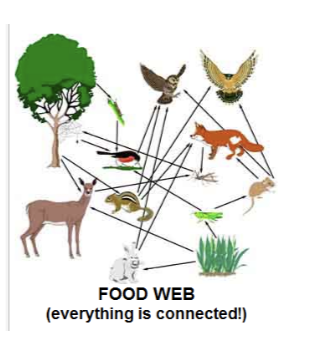 <p>Food web</p>