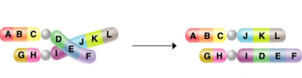 <p>Identify the mutation:</p>