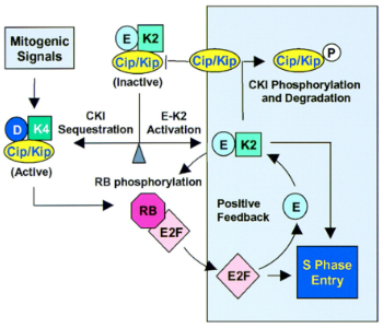 <ul><li><p><span style="background-color: transparent;">Mitogenic signals = growth signals&nbsp;</span></p></li><li><p><span style="background-color: transparent;">the box represents a divider…it is not a nucleus&nbsp;</span></p></li><li><p><span style="background-color: transparent;">K4 = cdk 4&nbsp;</span></p></li><li><p><span style="background-color: transparent;">k2 = cdk 2&nbsp;</span></p></li><li><p><span style="background-color: transparent;">Rested Cell conditions:</span></p><ul><li><p><span style="background-color: transparent;">No cyclin D</span></p></li><li><p><span style="background-color: transparent;">Cdk4 (bound to INK4) [inactive] (inhibitor)</span></p></li><li><p><span style="background-color: transparent;">Lots of kinase inhibitor proteins → p21, p57, p27 [inhibitor]</span></p></li></ul></li><li><p><span style="background-color: transparent;">cyclin E/cdk 2 and cyclin D/cdk4 can BOTH phosphorylated Rb (specifically the cdk’s do)&nbsp; and separate Rb from E2F the cyclin E binds to cdk2 to phosphorylate MORE Rb (positive feedback)… <u>BUT </u>there is SO MANY KIP/p27 proteins that it inhibits cyclin E/cdk2 so how does cyclin E/cdk 2 ever become active if p27/KIP proteins are so abundant that it inhibit cdk 2…p27 in its pool when cyclin D/cdk 4 comes around will take some of that pool and bring it over and once there is a growth signal it will no longer be an inhibitor like it is for cyclin E/cdk2 it actually brings cyclin D/cdk4 together (protein complex) and when they are bound together it is not inhibited (like cyclin E is) it is active which can then phosphorylate Rb&nbsp;</span></p></li><li><p><span style="background-color: transparent;">Goal</span></p><ul><li><p><span style="background-color: transparent;">Hyperphosphorylate Rb to get rid of it inhibition on E2F so they can make more cyclin E and we can build up the cyclin E over the amount of inhibitors&nbsp;</span></p></li></ul></li><li><p><span style="background-color: transparent;">More cyclin E binds to cdk2 which can phosphorylate Rb&nbsp;</span></p></li><li><p><span style="background-color: transparent;">Removal of p27 is something we need to do and we do that by phosphorylating cyclin E/cdk 2</span></p><ul><li><p><span style="background-color: transparent;">Cyclin E/cdk 2 phosphorylate p27 and causes its degradation&nbsp;</span></p></li><li><p><span style="background-color: transparent;">BUT how do we phosphorylate p27 when p27 inhibits the kinase&nbsp;</span></p></li></ul></li><li><p><span style="background-color: transparent;">everyone of these steps have room for something to go wrong and all it takes is one mistake to potentially cause a mutation that causes cancer&nbsp;</span></p></li></ul><p></p>