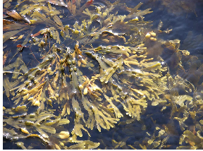 <p>what  is this, where is it found, what is it used for</p>