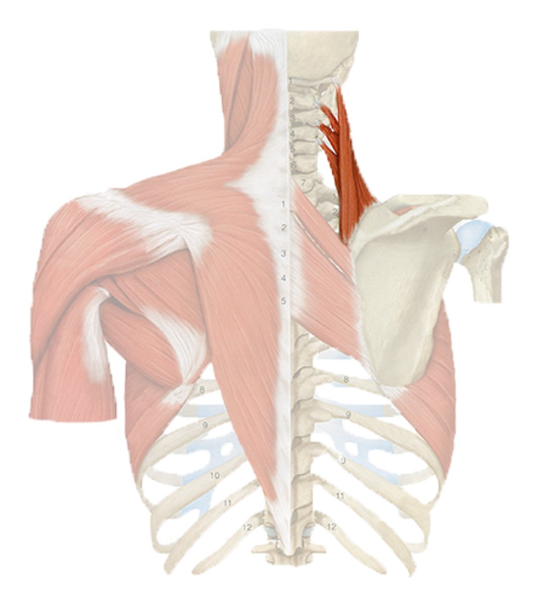 <p>shoulder shrugs</p>
