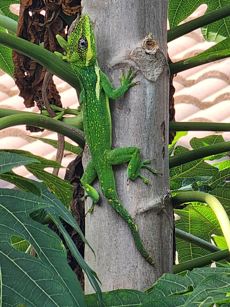 <p>Knight Anole, native to Cuba, live in SE FL in canopies, white dewlap, juveniles have prominent white stripes, adults have white ear marks</p>