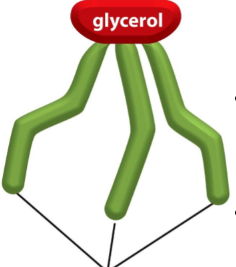 <ul><li><p>contain at least one DB</p><ul><li><p>means very rigid structure</p></li><li><p>rigid structure causes kinks</p></li><li><p>means liquid @ room temperature (DB / kinks prevent tight packing)</p></li><li><p>types</p><ul><li><p>monounsaturated (1 DB)</p></li><li><p>polyunsaturated (multiple DBs)</p></li></ul></li></ul></li></ul><p></p>