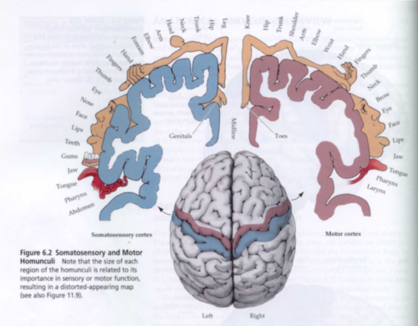 <p>- Map of the brain</p><p>- Two Types:</p><p>Somatosensory Cortex</p><p>Motor Cortex</p>