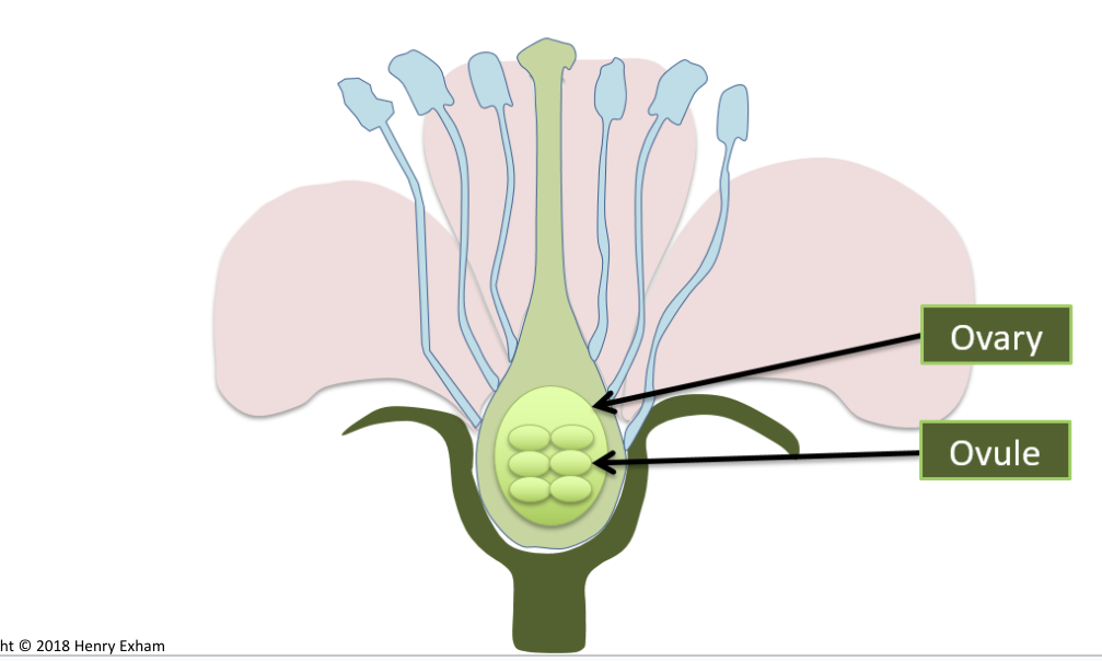 <p>In the ovules inside the ovaries </p>