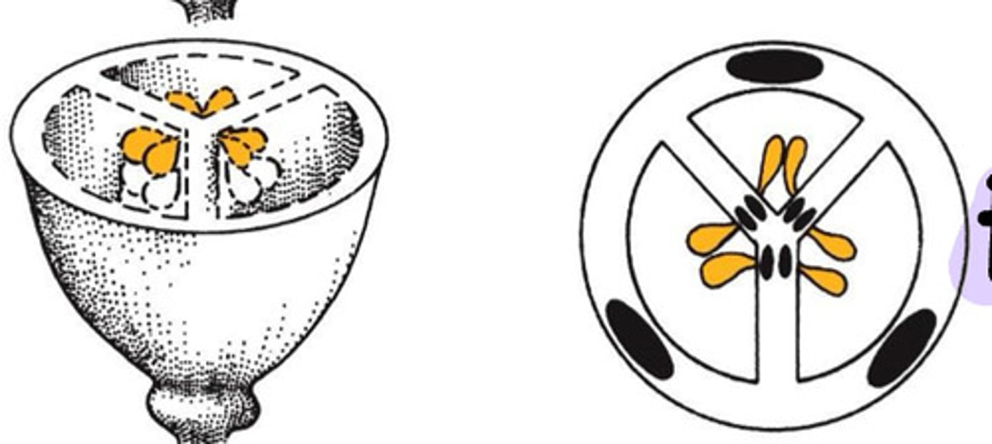 <p>Placentation type</p>