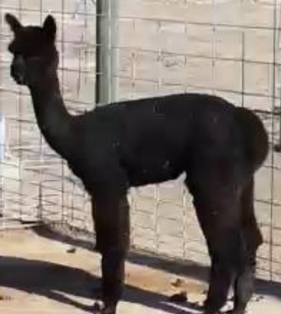 <p>fine muscle tremors, rhythmic palsy of head/neck/limbs, exaggerated when forced to move or eyes covered, looks almost normal at rest</p>