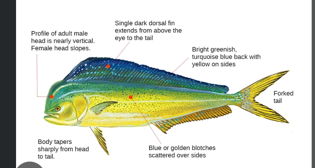 <p>Coryphaenidae family</p><p class="has-focus">their diet consists mainly of other fish, crustaceans, and invertebrates. Juveniles eat a diet of crustaceans, while adults focus on fish like flying fish, mackerel, and tuna.</p><p class="has-focus">greenish-blue back with yellow sides and gold or blue blotches, though their colors fade to a silver or muted yellow-gray after death. Males have a blunt, vertical forehead, while females have a more sloped head profile</p>