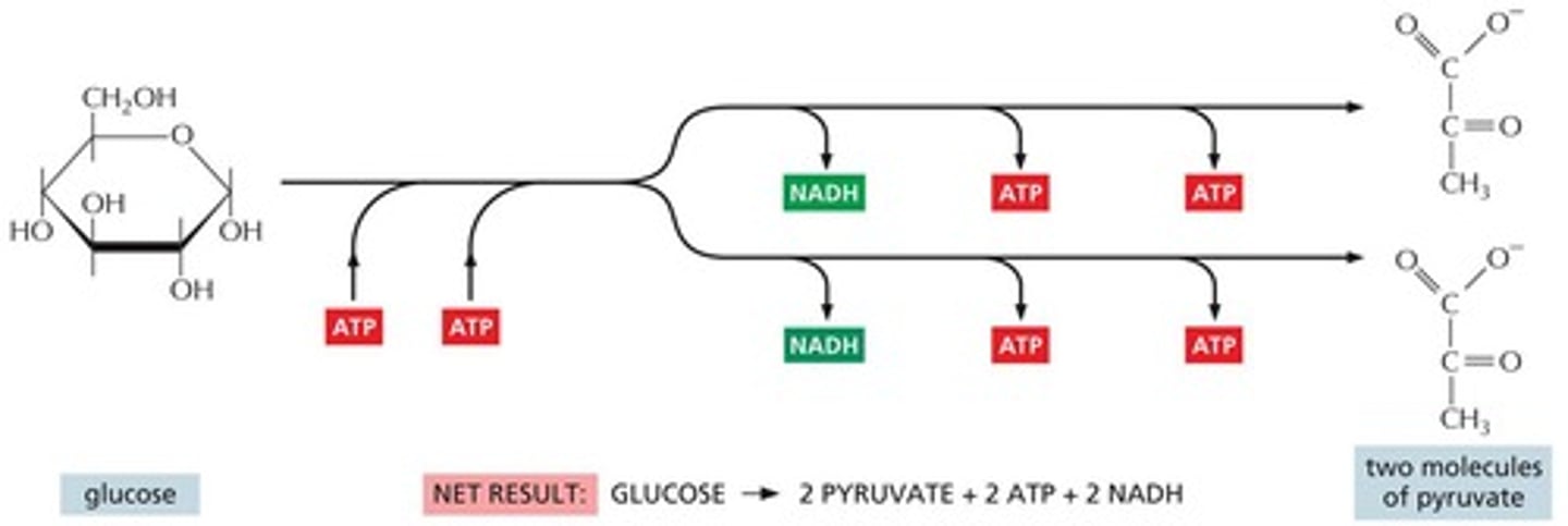<p>The first stage of catabolism of energy-yielding nutrients.</p>