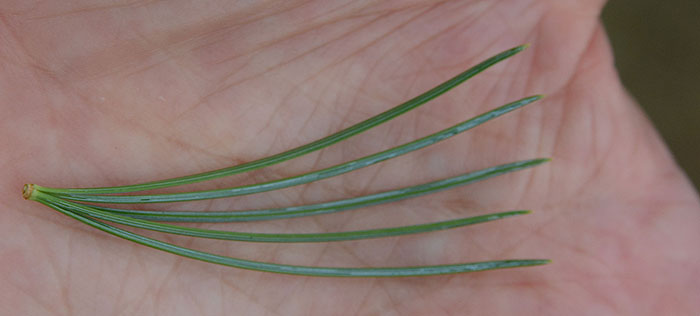 <p>Conifer. Tallest pine “King of Pines”. Straight trunk free of branches for much of its length, open crown with near horizontal branches. Bark of young trees is thin grayish-green and smooth, on mature trees it is reddish with narrow, broken, scaly ridges separated by deep furrows. Needles 5 per fascicle 5-10cm long, twisted, slender, stiff, sharp-pointed, white lines of stomatal bloom on all surfaces. Cones are large 28-46cm long up to 56cm and cylindrical. Native to North-central Cascade mountains in OR southward through the Sierra Nevada mountains 2000-9000 feet.</p>