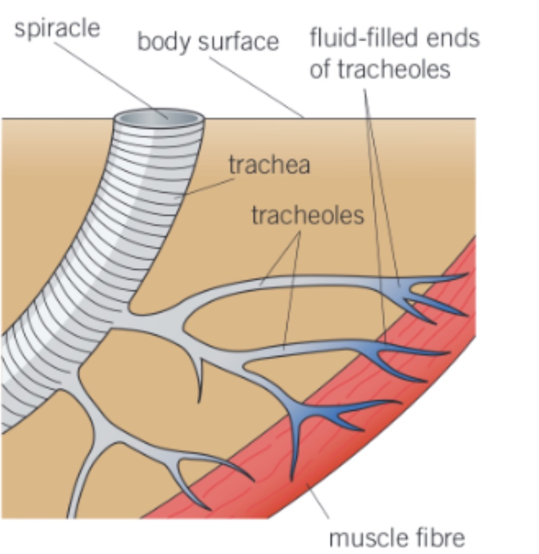 <p><strong>Tracheal system:</strong></p><ul><li><p>The Trachea is an internal network of tubes in insects for gas exchange</p></li><li><p>They are supported by strengthened rings and chitin to prevent them collapsing</p></li><li><p>The trachea divide into small tubes with dead ends called tracheoles(not enforced w chitin so gas exchange can freely happen across lining) which extend throughout all thr body tissue in the insect</p></li></ul><p><strong>Advantagea:</strong></p><ul><li><p>Large surface area</p></li><li><p>Short diffusion pathway from a tracheole to any body cell</p></li><li><p>Oxygen from environmental air is brought directly to respiring tissue</p></li></ul><p></p>