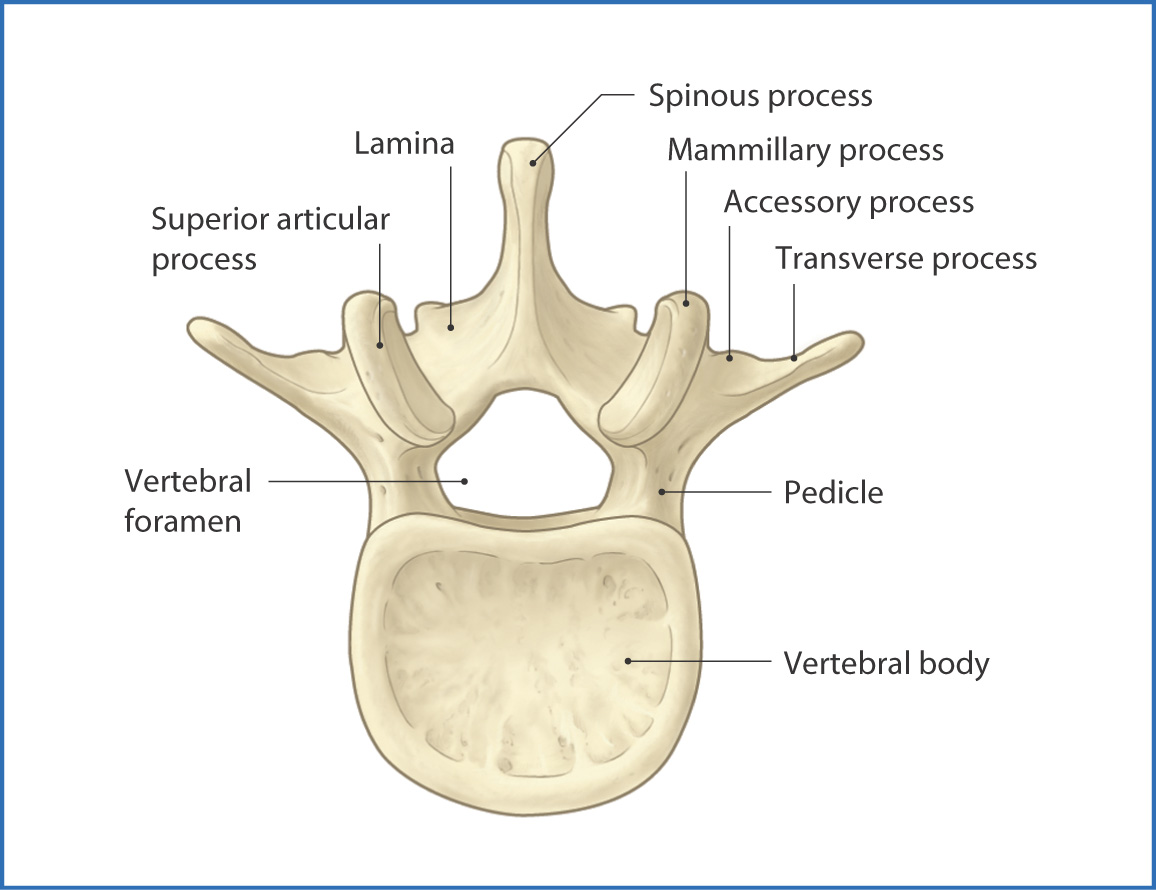 <p>Mamillary - posterior aspect of the superior articular process</p><p>Accessory - posterior aspect of the transverse process (on its body)</p>