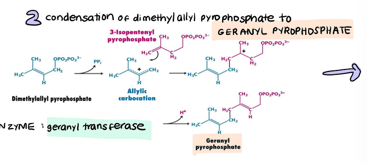 <p>condensation</p><p>dimethylallyl pyrophosphate → <strong>geranyl pyrophosphate</strong></p>