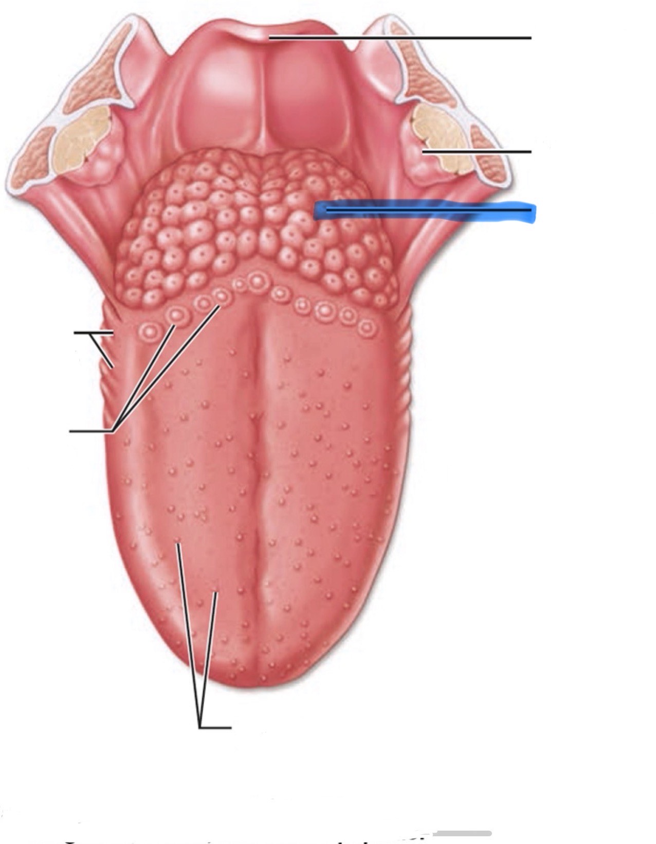 <p>What is the highlighted part of the mouth?</p>
