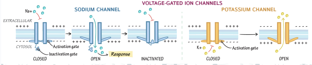 <p>sodium and potassium channels</p>