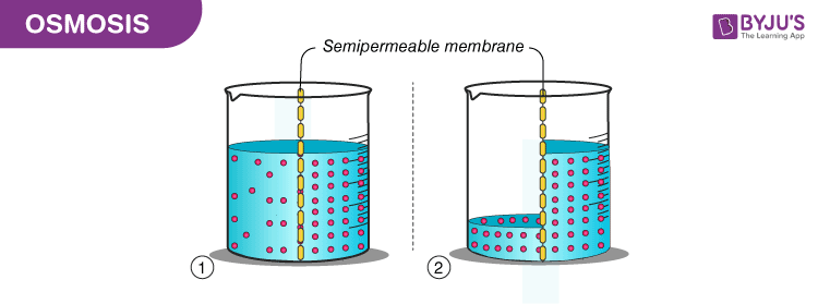 <p>the diffusion of water through a semi-permeable membrane</p>