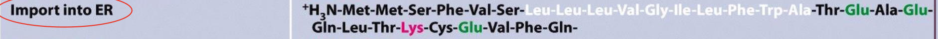 <ul><li><p>Also the signal sequence for the endoplasmic reticulum is at the N-terminal; +/- 20 aa with hydrophobic core.</p></li></ul><ul><li><p>Directs transport to ER, is cleaved in ER and has the Functions of targeting to ER via binding of SRP as well as opening of translocation channel.</p></li></ul><p></p>