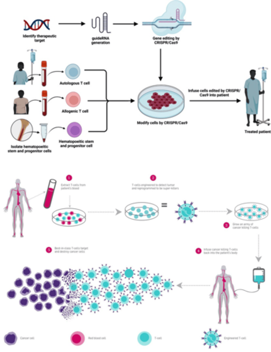 <p>-sikkelcelanemie</p><p>-leukemie (CAR T celtherapie) kinda uitbreiding maar wel super cool natuurlijk</p><p>Stap 1:</p><p>Extractie van T-cellen uit het bloed van de patiënt</p><p>Het proces begint met het afnemen van bloed van de patiënt. Hieruit worden T-cellen (een type witte bloedcel dat betrokken is bij het immuunsysteem) geïsoleerd.</p><p>Stap 2:</p><p>T-cellen worden genetisch gemodificeerd</p><p>De T-cellen worden in het laboratorium genetisch gemodificeerd met behulp van CRISPR-Cas, zodat ze tumorcellen kunnen herkennen. Ze worden herprogrammeerd door het inbrengen van een Chimeric Antigen Receptor (CAR), waardoor ze krachtige effectorcellen worden die specifiek kankercellen kunnen identificeren en elimineren.</p><p>Stap 3:</p><p>Vermeerdering van de gemodificeerde T-cellen</p><p>Stap 4:</p><p>Infusie van de gemodificeerde T-cellen terug in het lichaam van de patiënt</p><p>De nieuw geproduceerde T-cellen worden via een infuus in het lichaam van de patiënt gebracht. </p><p>Stap 5:</p><p>De T-cellen vernietigen doelgericht kankercellen</p><p>De gemodificeerde T-cellen richten zich specifiek op de tumorcellen en vernietigen deze, terwijl ze gezonde cellen in het lichaam zoveel mogelijk sparen.</p>