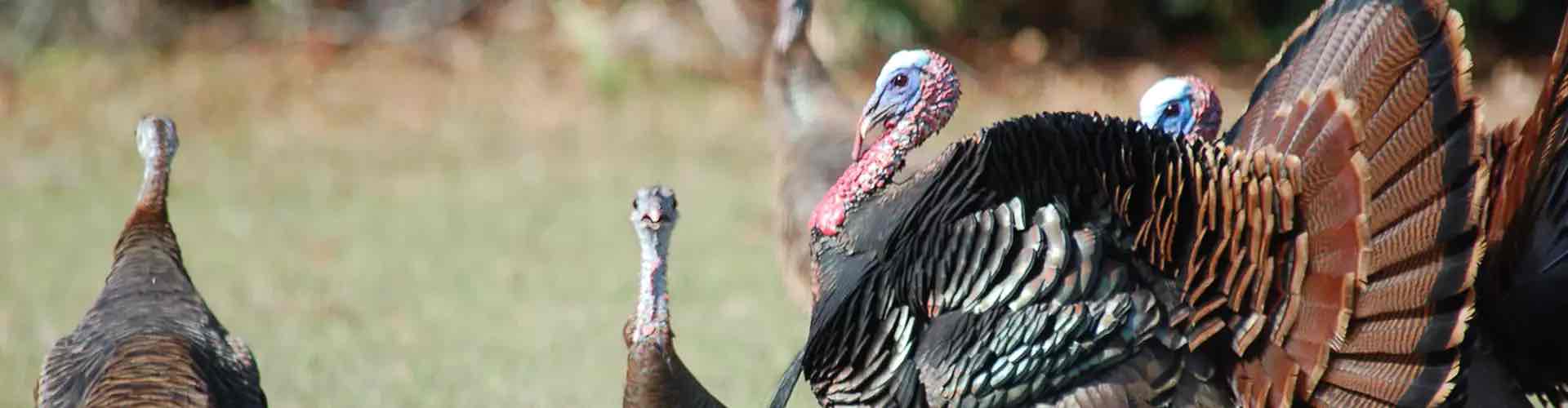 <p><em>Meleagris gallopavo</em></p><p>Wild Turkey</p>