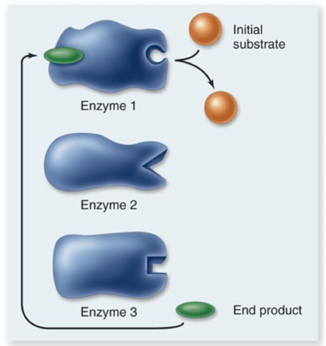 <p>sometimes end product of metabolic pathway can act as an inhibitor to an early enzyme in the same pathway</p>