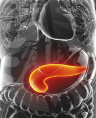 <p>releases insulin which helps us use and store glucose for energy</p>