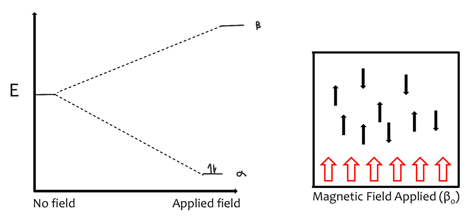 <ul><li><p>If the normally disordered magnetic moments are exposed to an external magnetic field, they will align into two forms</p><ul><li><p>alpha (⍺) – aligned with magnetic field (β<sub>0</sub>)</p></li><li><p>beta (β) – opposing β<sub>0</sub></p></li></ul></li><li><p>when an external magnetic field is applied (β<sub>0</sub>), the degenerate spin states split into two states of unequal energy</p></li></ul><p></p>