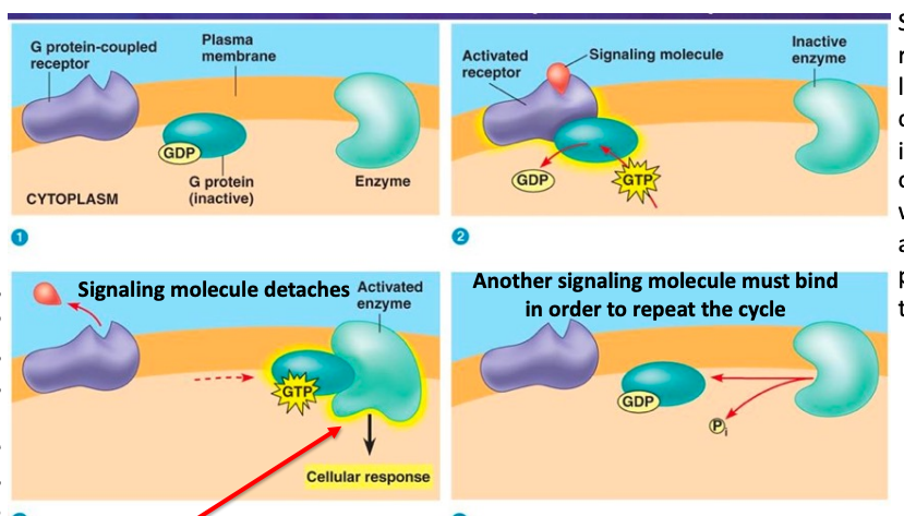 <ol><li><p>signaling molecule binds to the extracellular side of the receptor</p></li><li><p>G-protein on the intracellular side is bound with a GDP binds to the G-protein receptor which becomes active</p></li><li><p>when the G-protein binds, it becomes activated by replacing GDP with GTP</p></li><li><p>active G-protein dissociates from the receptor and binds to an enzyme</p></li><li><p>when it binds to an enzyme:</p><p>a. the enzyme becomes active and produces a secondary messenger which triggers a cell response</p></li><li><p>GTP is hydrolyzed to GDP and Pi which makes the G-protein inactive again</p></li></ol>