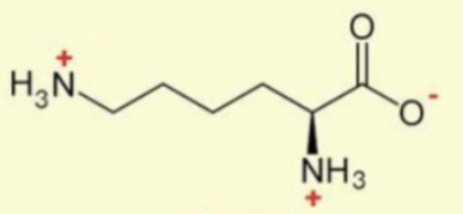 <p>add CH<sub>2</sub>, then 2 L’s because lys is the 2nd one that starts with an L</p>