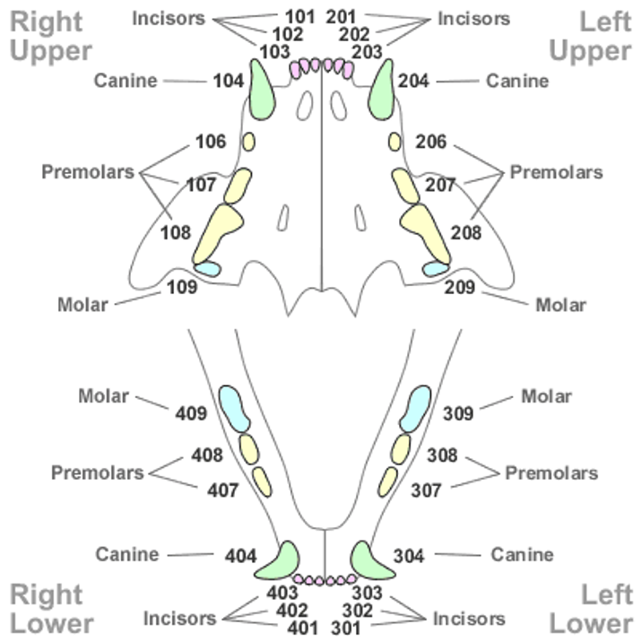 term image