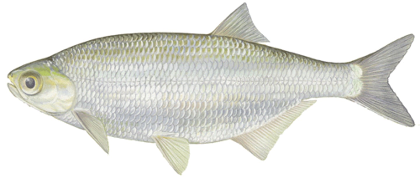 <p>Mooneyes</p><p>-Tubular nasals, strongly curved</p><p>-Opercle w/ recurved process</p>