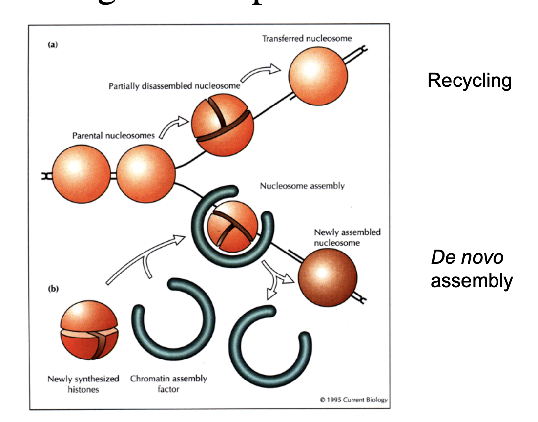<ol><li><p>in front of advancing replication form, chromatin partially diassembles</p></li><li><p>parental nucleosoms are transfered past the replication fork machinery</p></li><li><p>their histones are<strong> recycled→ on one of the strands</strong></p></li><li><p><strong>new histones</strong>&nbsp;are synthesised during S phase of the cell cycle</p></li><li><p>assembled into<strong> nucleosomes</strong>&nbsp;on replicated DNA by assembly factors</p></li></ol><p></p>