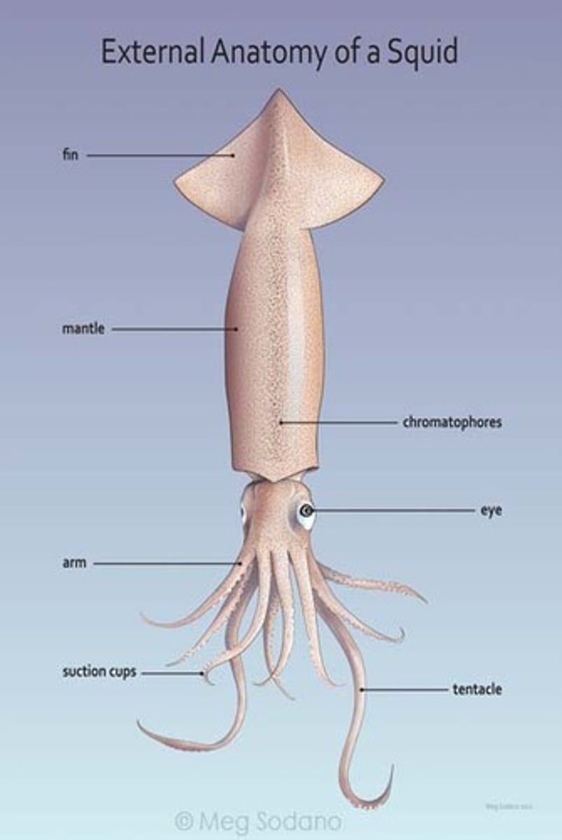 <p>Paired fins derived from the mantle<br>8 arms and 2 tentacles, in 5 pairs<br>Cup-shaped suckers attached by stalk<br>Suckers only on flat inner surface of arm<br>"Teeth" around the rim of each sucker<br>Pen : Small, degenerate shell</p>