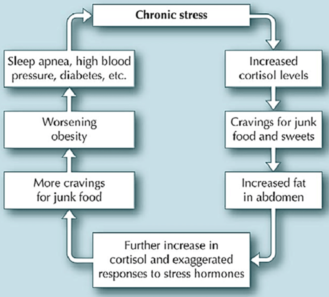 <p>chronic stress → prolonged cortisol release →</p><p>activation of sympathetic NS → change in energy homeostasis → increased fat mass → higher BMI</p>