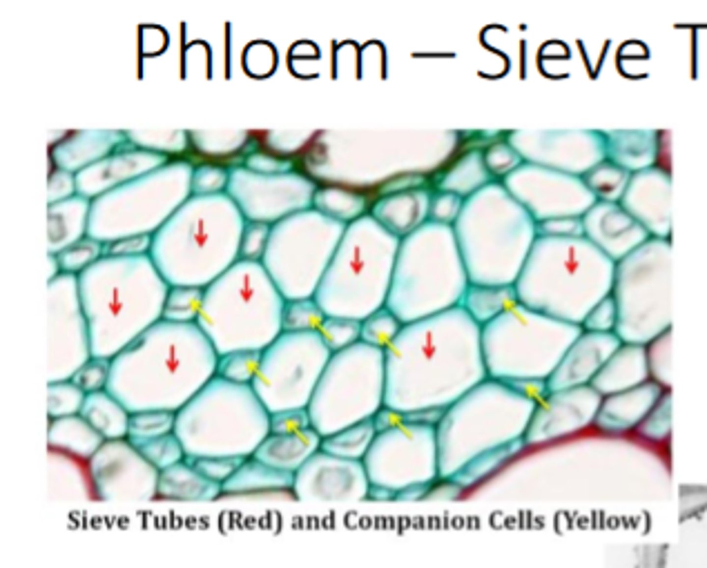 <p>sieve tubes and companion cells</p>