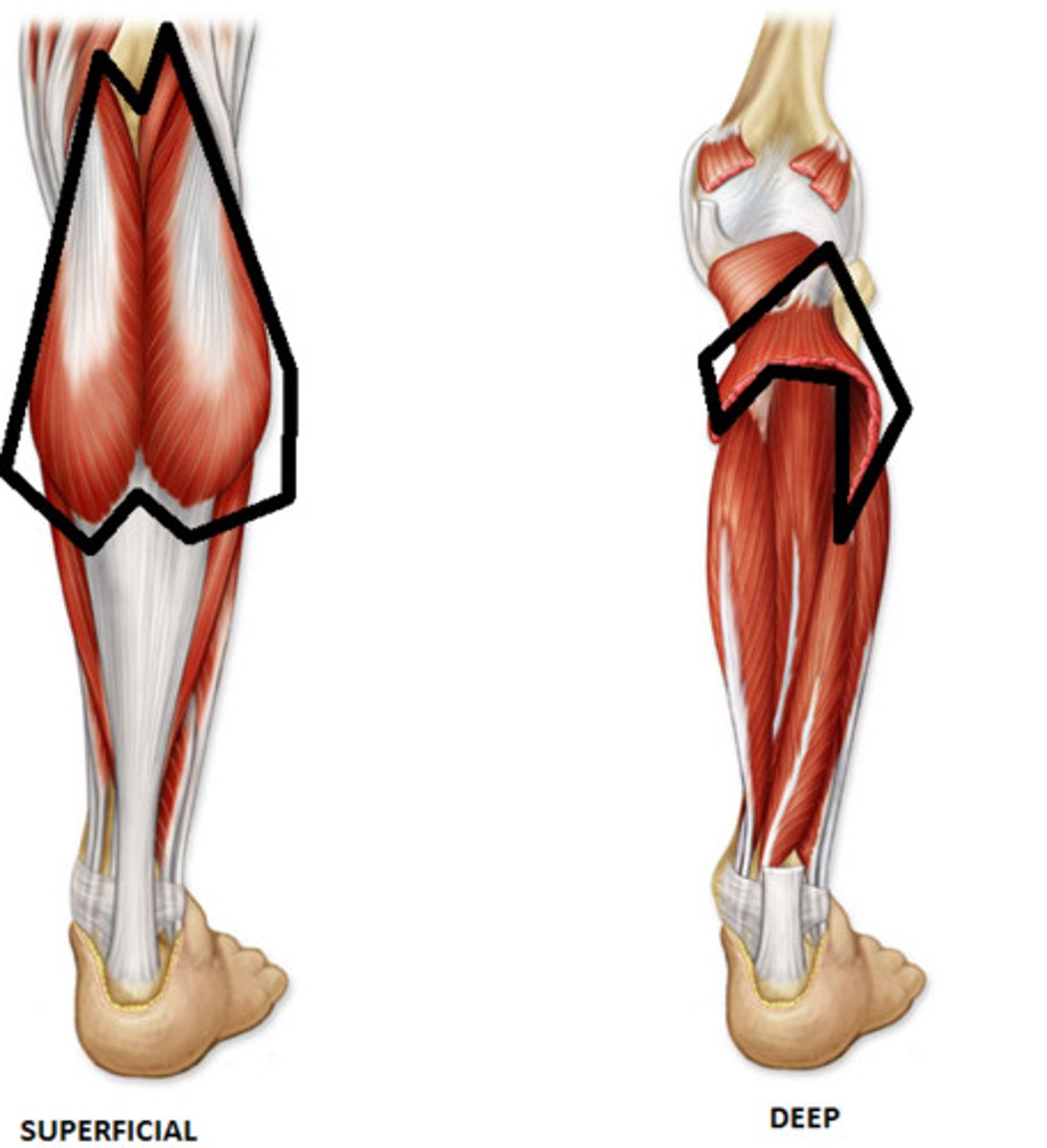 <p>Origin: lateral aspect of lateral condyle of femur (lateral head), popliteal surface of femur, superior to medial condyle (medial head)</p><p>Insertion: posterior surface of calcaneus via calcaneal tendon</p><p>Innervation: tibial nerve (S1, S2)</p><p>Action: plantarflexes ankle when knee is extended; raises heel during walking; and flexes knee joint</p>