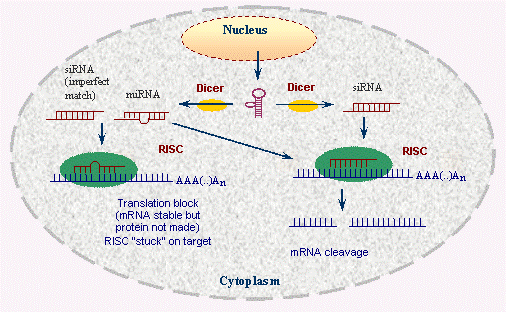 (genetic medicine technique) 

\
(also regulatory mechanism within cells to destroy RNA so that it doesn't get repeatedly translated) 

\
Blocking gene expression by means of an miRNA/siRNA silencing complex

\
technique to silence the expression of selected genes in organisms; uses synthetic double-stranded RNA molecules matching the sequence of a particular gene to trigger the breakdown of the gene's messenger RNA